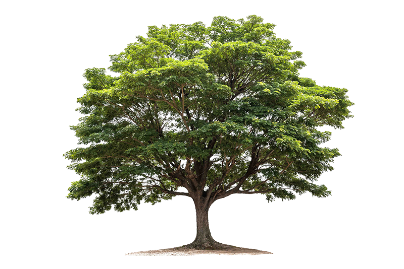 Tree large small PNG Large Tree